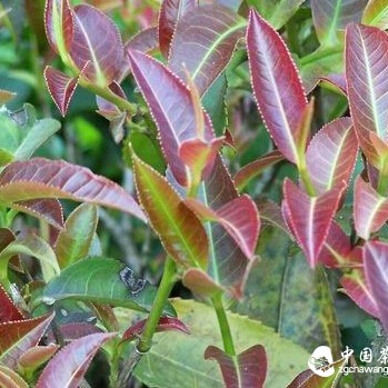 The Finest in Pu-erh Tea: Research Data on Purple Bud Tea