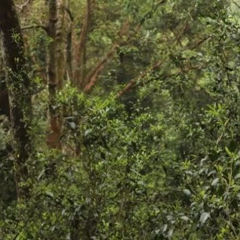 Tea Fragrance from the Pu-er Famous Mountain in Xishuangbanna: Mangzhi Tea Mountain