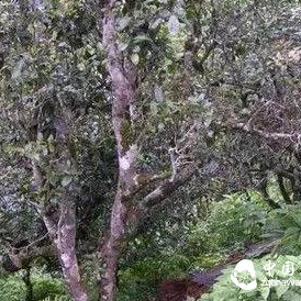 How Many Years Does a Tea Tree Need to Be Considered an Old Tea Tree?