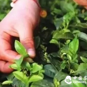 Spring is here, here's how to 'brew' green tea