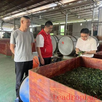 Ningde Rural Commercial Bank: Lending a Hand to the Tea Industry to Cultivate Small Green Leaves into a Major Business