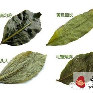 Intuitive Graphic Distinction of Tieguanyin, Huangjingui, Maoxie, and Benshan