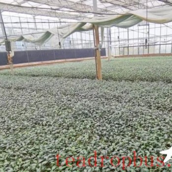 From Seeding to Planting: Clonal Tea Seedlings Make Mechanical Harvesting Possible in Shandong