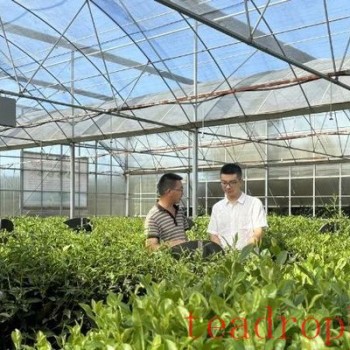 Empowered by Technology and Collaborative Efforts, Ming Shan District-s Tea Industry Embarks on a Path of Innovative Productivity Development