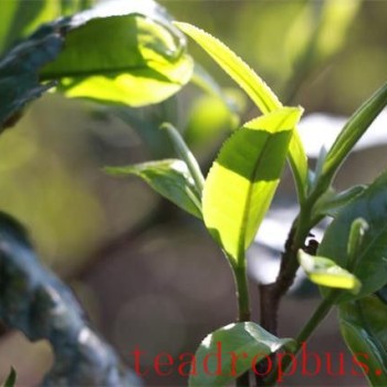 How Much Does Good Pu-er Spring Tea Cost per Pound?