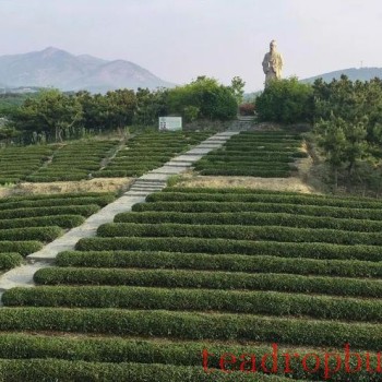 Qingdao Haiqing Tea 2025 Spring Tea Garden Management Technical Guidance