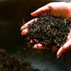Tea Knowledge: Teaching You the Correct Way to Take Tea