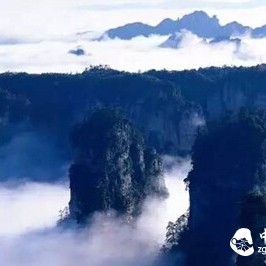 【Tea Discovery】Kunlun Snow Chrysanthemum: A Name as Prestigious as 'Tianshan Snow Lotus'