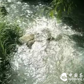 Water is the Spirit of Tea, Water is the Body of Tea