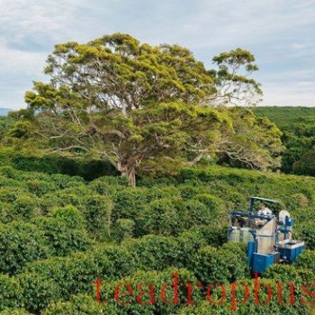 Australia Invests $4 Million in Coffee Research