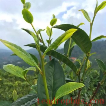 What varieties are included in Oolong tea?