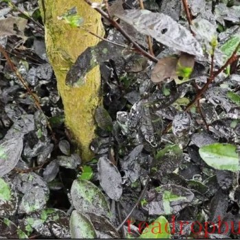 Main Pest in Yibin Tea Gardens: "Black Scale Mealybug" Occurrence Patterns and Control Methods