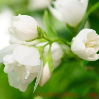 Hengzhou Jasmine Flower