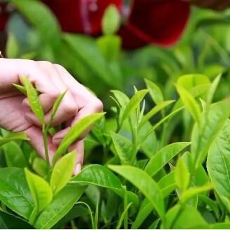 Mengku People-s Court: The “Maple” Breeze Refreshes the Green Hills of the Tea Village; Justice Nurtures the People and Builds Peace
