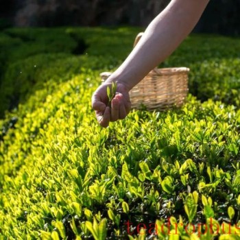 Pre-Ming Tea is as Precious as Gold, but Do You Know How to Enjoy It?