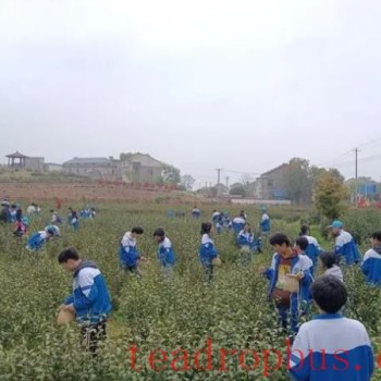 Fenshui Village, Ketan Town, Lujiang County, Hefei City: Writing the Tea Chapter of Rural Revitalization