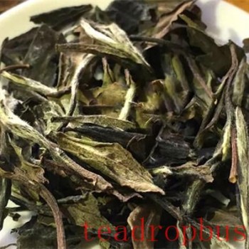 Differences Between Loose and Compressed White Tea