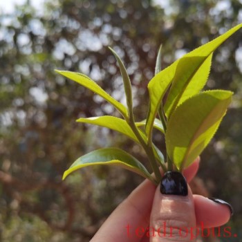 Picking the Right Pu-er Spring Tea