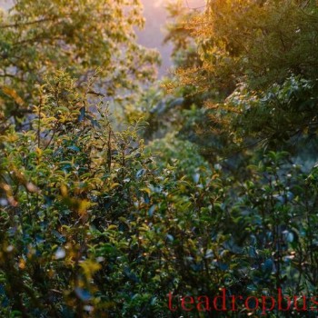Come to Yiwu-s "Spring Mountain" and Enjoy the Spring Tea Experience