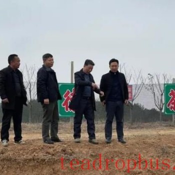 Guocha Tea Experts Provide Guidance on the Renovation and Improvement of Low-Yielding and Inefficient Tea Gardens in Hong-an