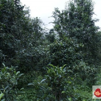 Pu-erh Tea Knowledge: Where Does the 'Camphor Aroma' Come From?