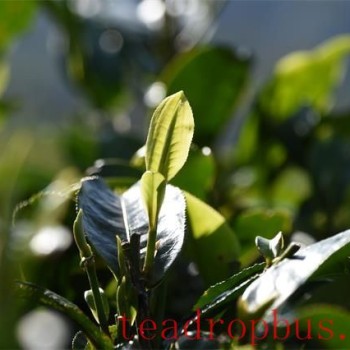 Control Strategy for Major Tea Plant Pests and Diseases in 2025