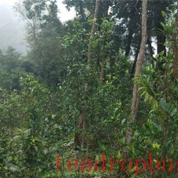 What Category Does Yiwu Tea Belong To?