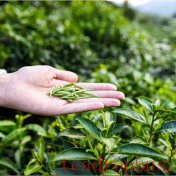 Anhui Academy of Agricultural Sciences Tea Research Institute: Spring Tea Garden Management Techniques