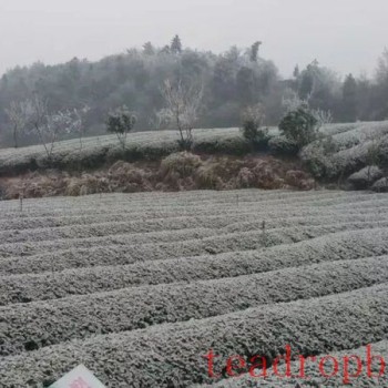 Measures for Guizhou Tea Industry to Cope with Low Temperatures, Snow, and Freezing Rain