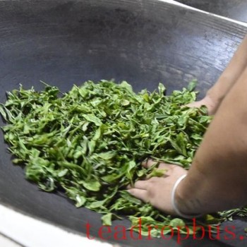 What is the Temperature for Fixation in Pu-er Tea?