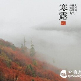Don't Miss the True Autumn Tea as Hanlu Arrives