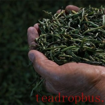 Is the Kneading Process of Pu-er Tea Really Crucial?