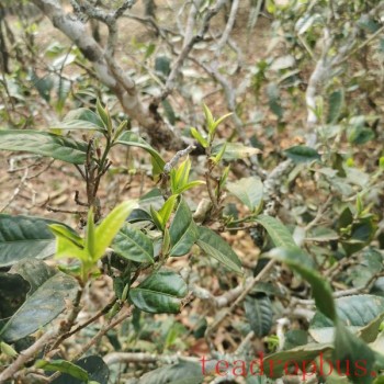 The Taste and Price of Youle Ancient Tree Pu-er Tea