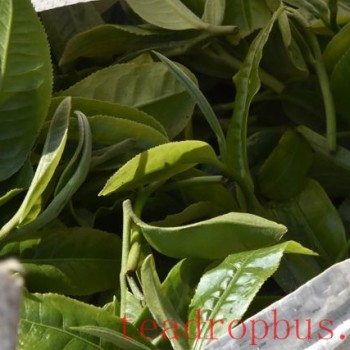 The Production Process of Sun-Dried Green Maocha