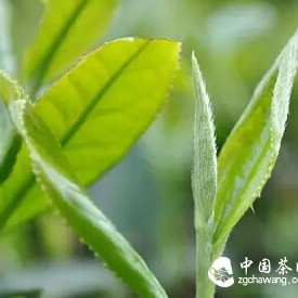 Is White Tea Suitable for Drinking in Winter?