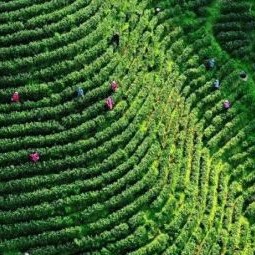 The Perfect Combination of Tea Industry and Tourism: Danzhai Tea Garden is Worth a Visit