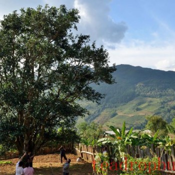 Bangwei Ancient Tea Tree: A Transitional Type Between Primitive Wild and Cultivated Tea Trees