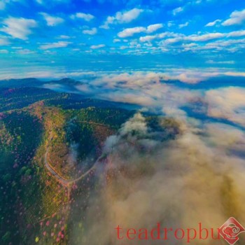 Puer: Jingmai Mountain Has Not Only Ancient Tea Trees but Also Winter Cherry Blossoms over Thousands of Mu