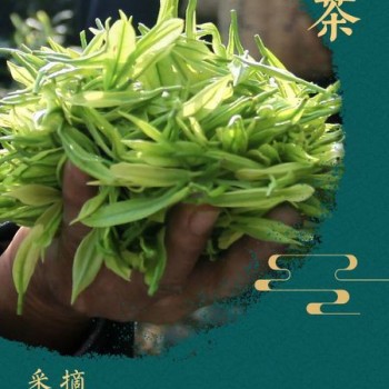 How is a high-quality Anji White Tea born?