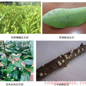 Winter Tea Garden Sealing Is Timely for Tea Trees