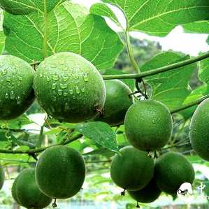 Revealing the Ten Major Benefits of Monk Fruit: Office Workers Are Suitable for Drinking More Monk Fruit Tea