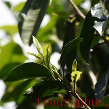 2024 Tianmen Mountain Yiwu Spring Tea Prices