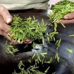 Why Tea Needs Fixation
