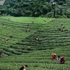 Hubei Tea: Baokang Songzhen (Pine Needle)