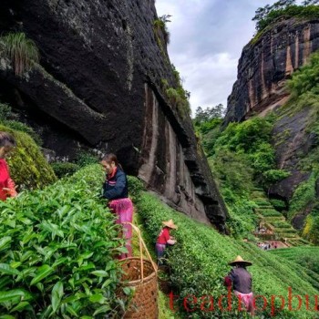 National Intangible Cultural Heritage: Wuyi Rock Tea (Da Hongpao) Manufacturing Technique