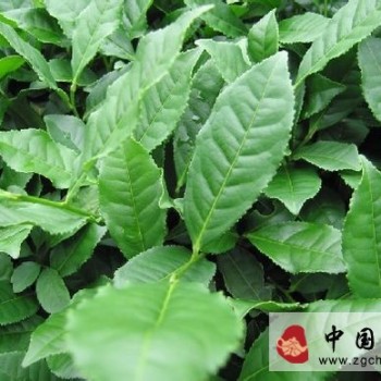 If You Think Anxi Only Has Tieguanyin, You're Outdated