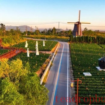 Guidance on Winter Protection and Management Techniques for Qingdao Haiqing Tea Gardens