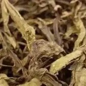 What is the "Yellow Leaf" in Pu-er Tea?