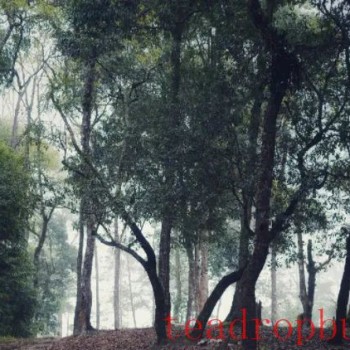 Tea Fragrance of Xishuangbanna: The Yiwu Bohetang