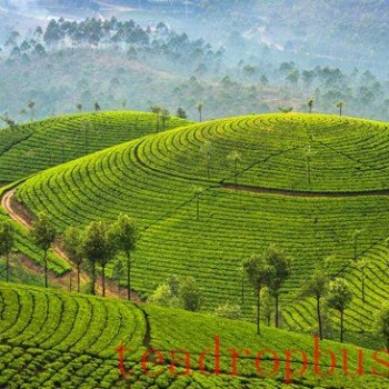 Tea Is Betting on Regenerative Agriculture
